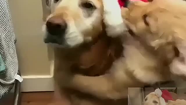 Don't grab my hat