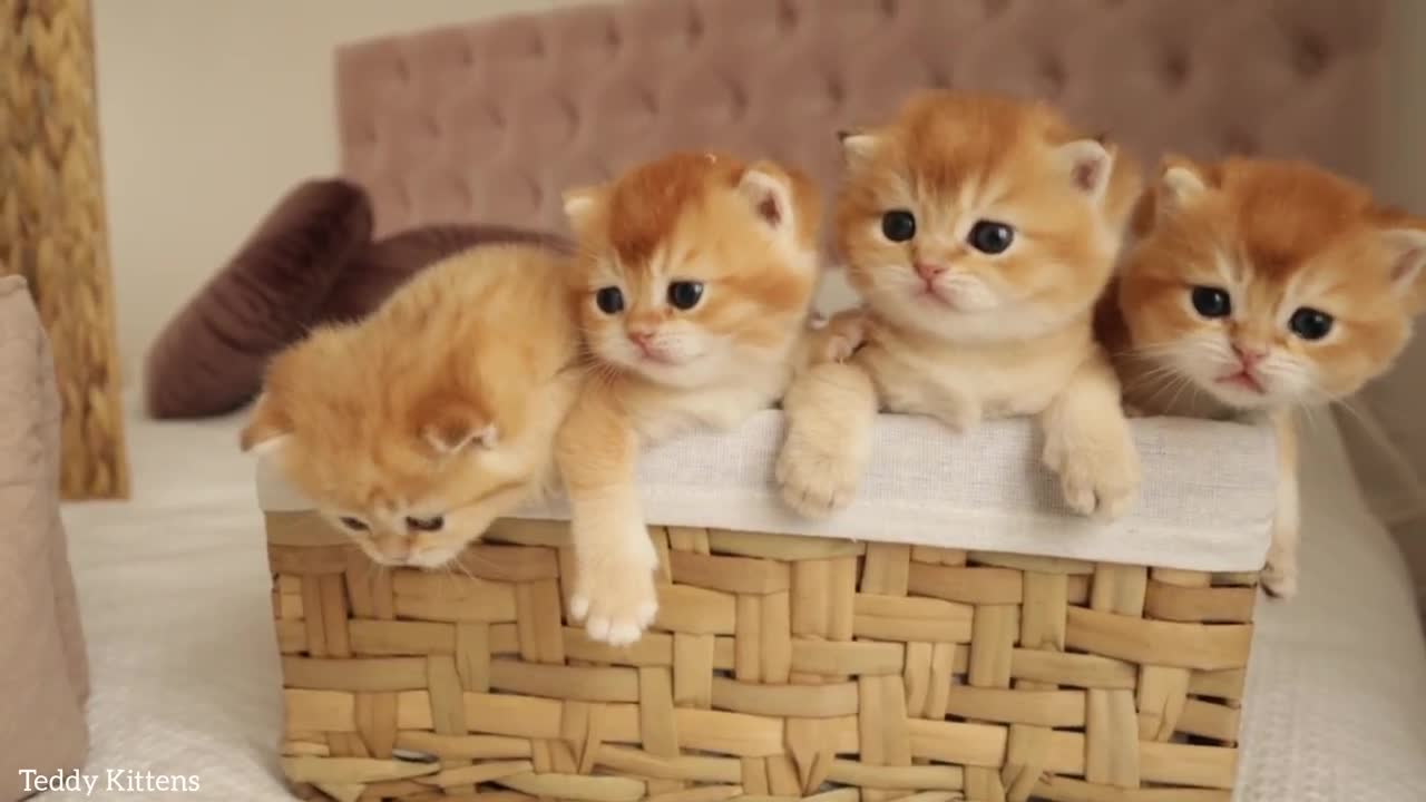 Adorable kitten gang..