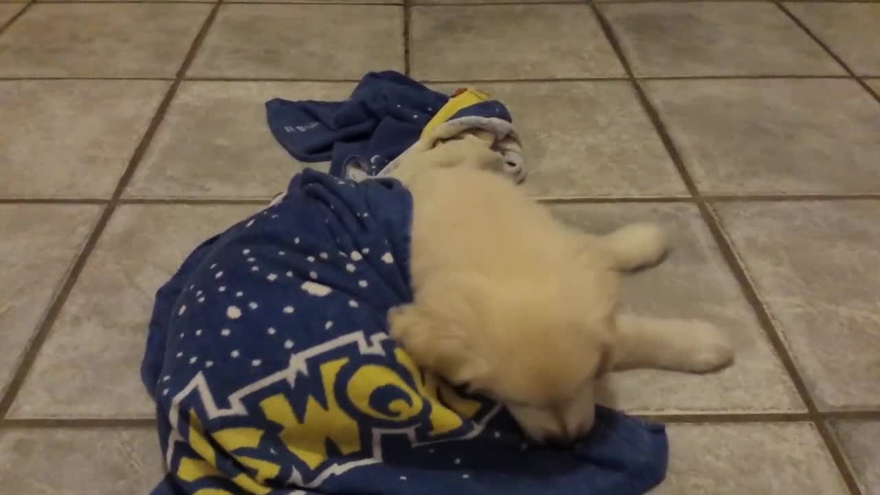 Puppy needs favorite puppy to go to sleep