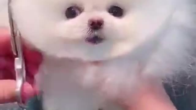 Funny Dog video 😀😀😀😀