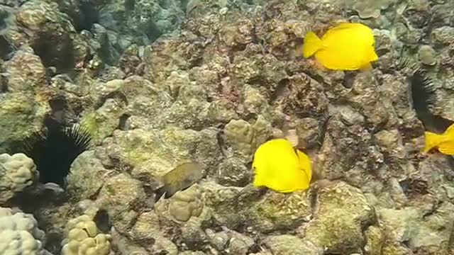 reef#yellowtang
