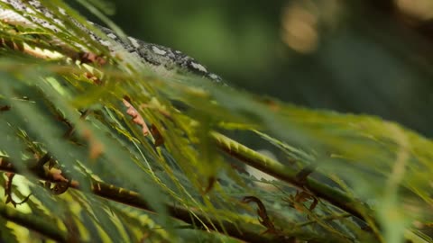 Snake reptile in tree Diamond Python