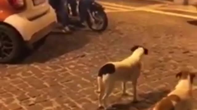 Funny dog chases a bike