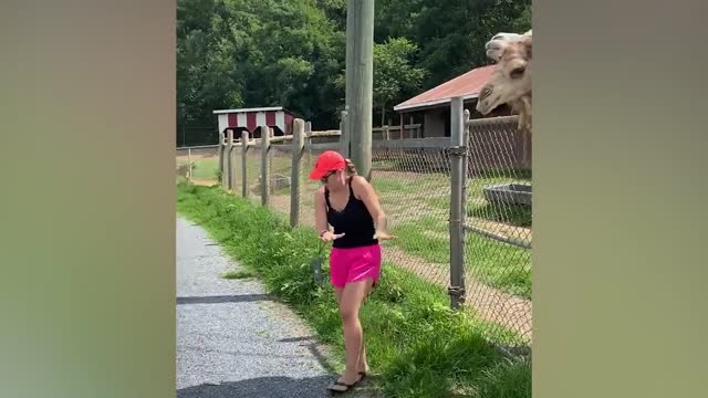try not to laugh kids videos