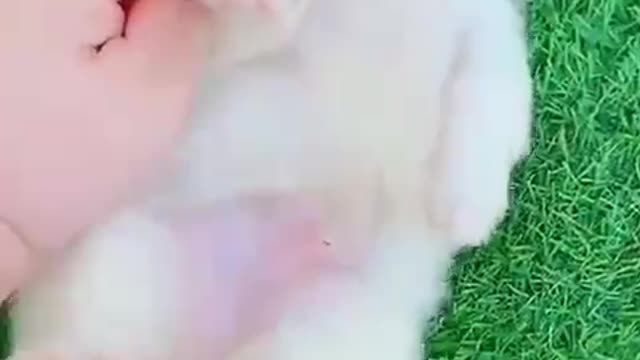 playful and cute puppy