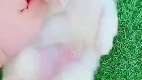 playful and cute puppy