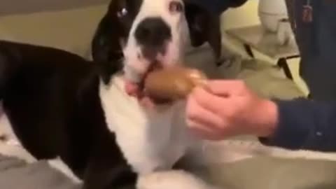 Funny dog & hotdog