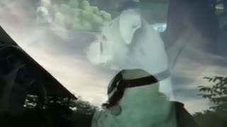 Boxer Honking Horn