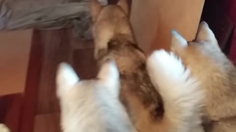 Huskies Scared of Own Reflection