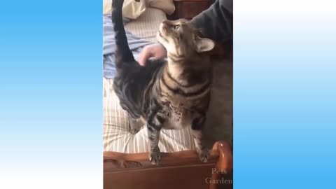 Funniest 😻 Cats and 🐶 Dogs - Awesome Funny Pet Animals Life Video(must to watch)