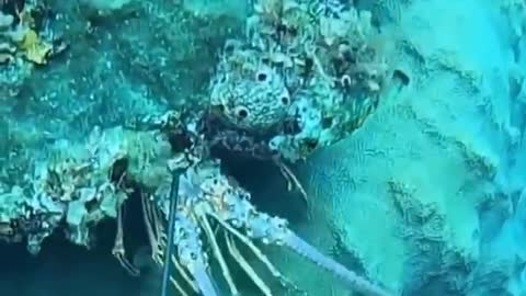 Catching Seafood 🦀🐙 Deep Sea Octopus (Catch Crab, Catch Fish)
