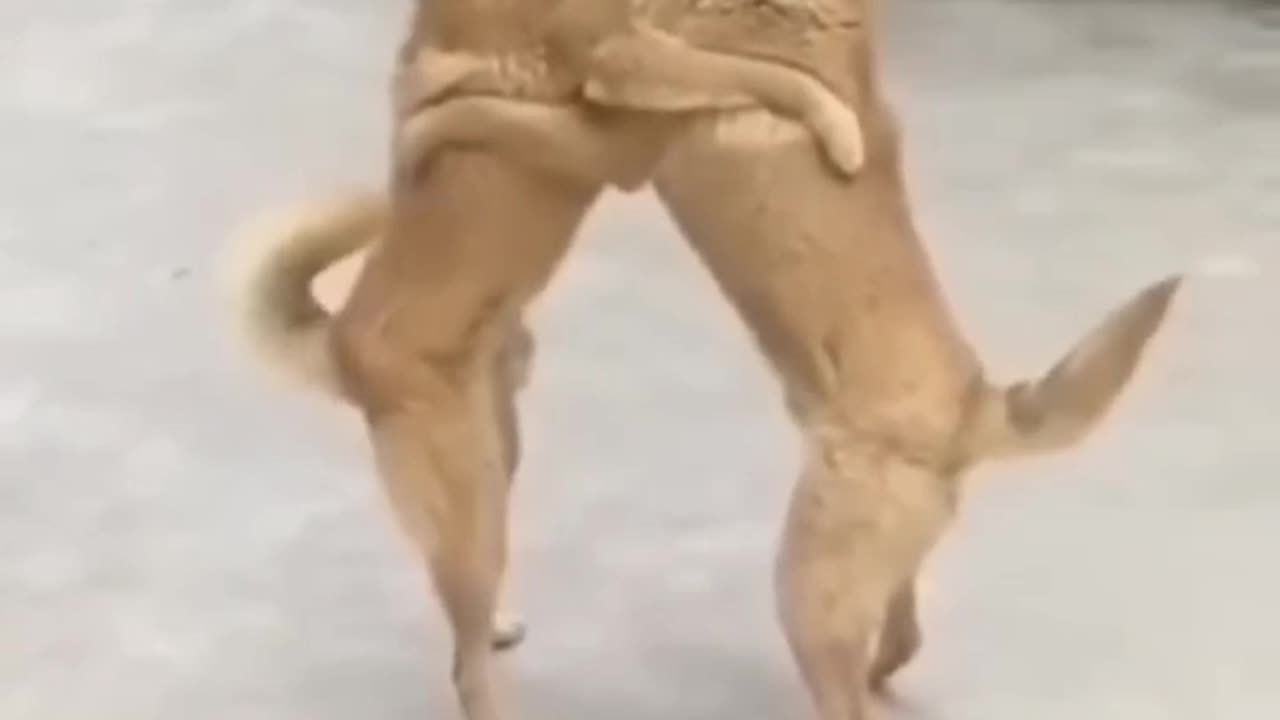 Funny dog and cat #1