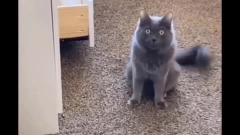 Cat get's caught sneaking, tries to talk itself out.