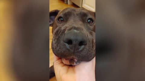 Funny dog videos