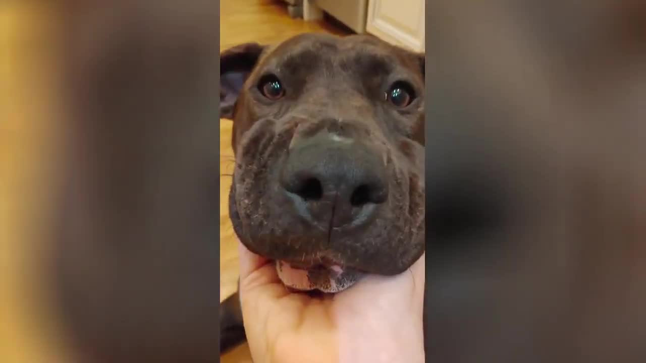 Funny dog videos