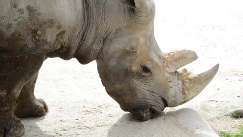 Rhinoceros in a Zoo