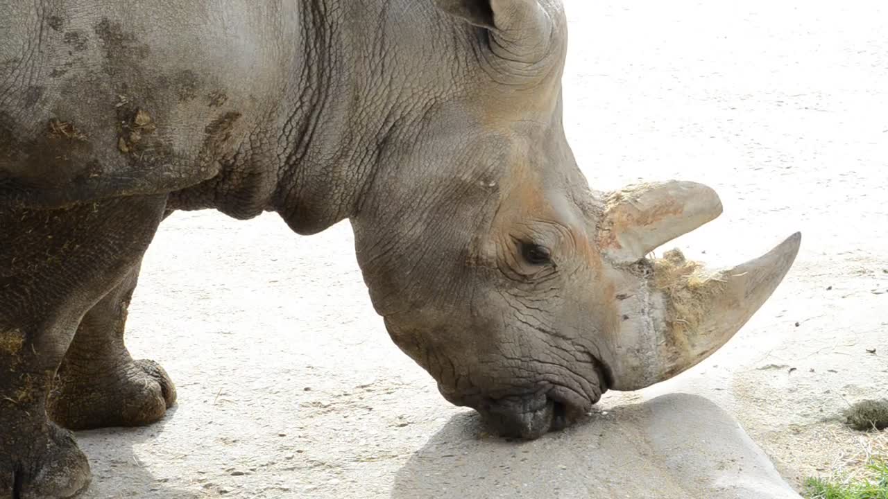 Rhinoceros in a Zoo