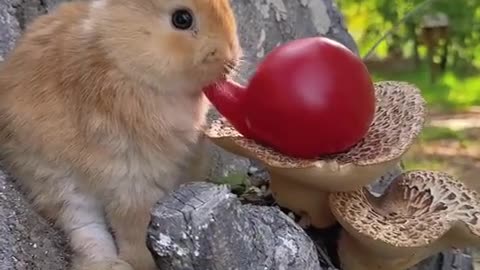 This tomato looks really strange.