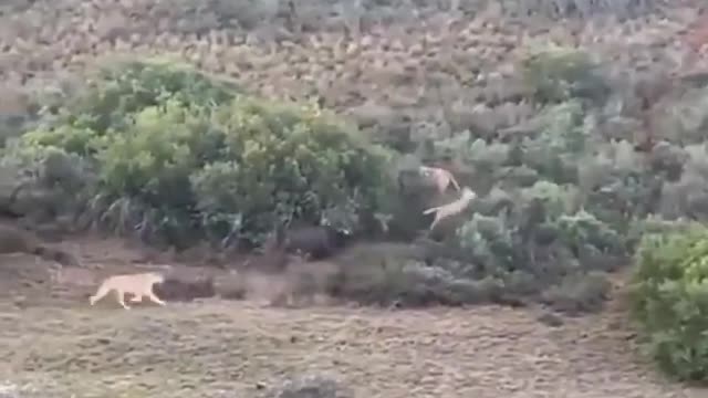 Buffalo engaging a pride of lions.