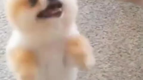 🤣 Funny Dog fails 2022 Trying not to LAUGH