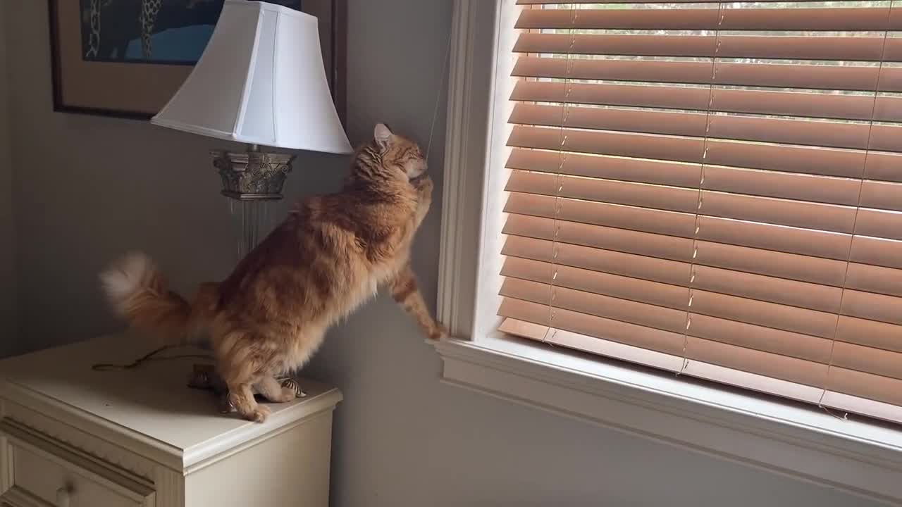 Super ./clever cat knows how to close blinds on command