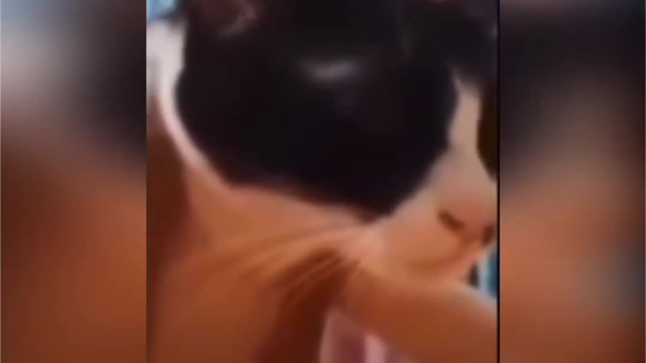 Cute animals