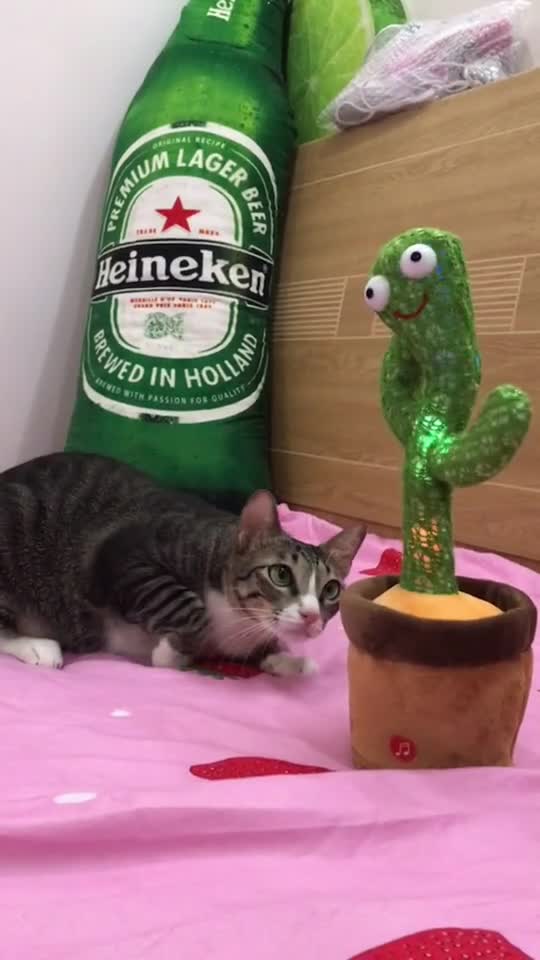 New cat toy, what's so strange, boss?