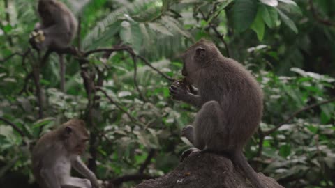 Monkey Funny videos