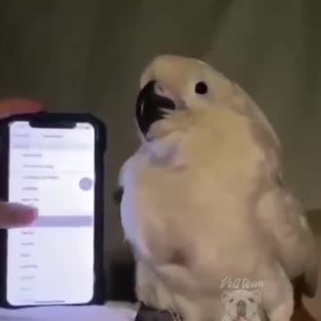 Parrot imitates phone sounds, but in its own way
