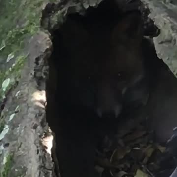 look at the cute little fox in hole