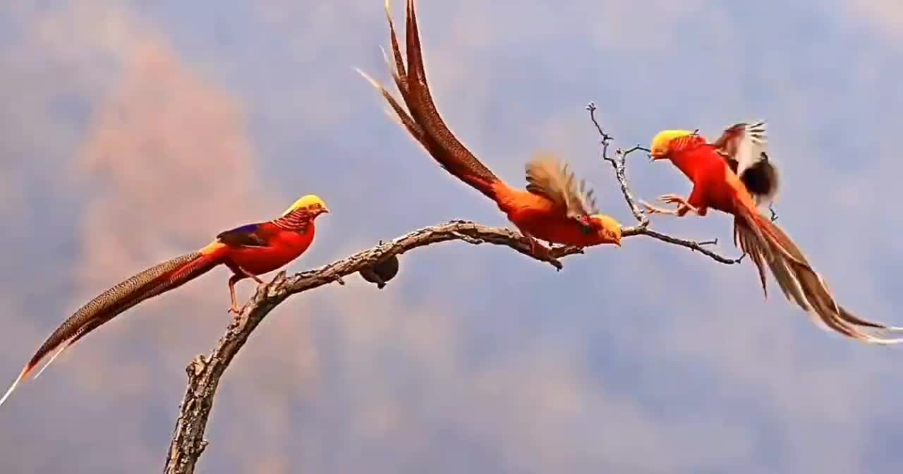 The beautiful birds