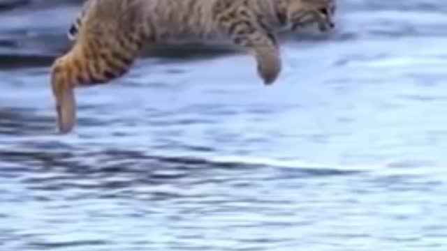 Tiger pub jump funny animals videos