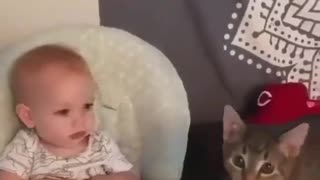 Funny and Cute Cats Videos #114 │ Gadis Sekarwangi