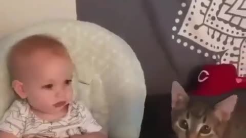 Funny and Cute Cats Videos #114 │ Gadis Sekarwangi