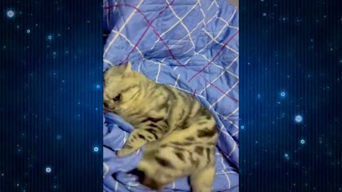 Funny Cats 2024_Viral_Funny Kittens 😂🤣