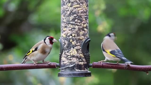 Great Birds Videos