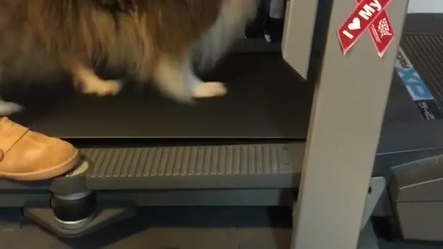 Brown dog walking on treadmill with owner holding it