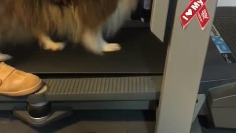 Brown dog walking on treadmill with owner holding it