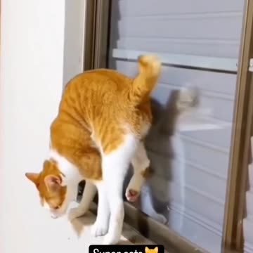 Super Cats 🐈😻😻🐾