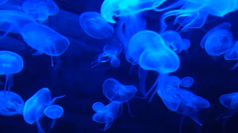 Aquatic animals