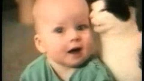 Funny cats