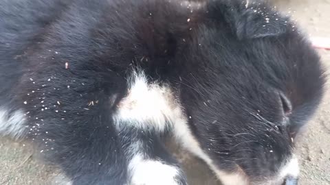 I found a puppy that full by​​ lice on his body. Please share me some idea how to help him.