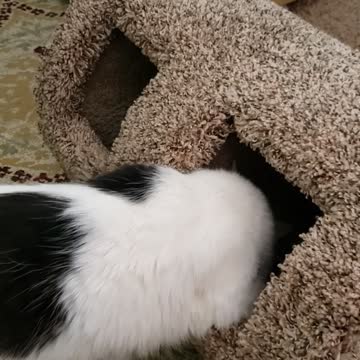 Bird hunting with Rebel