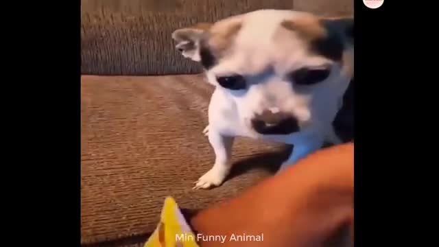 Funny video cat and dog