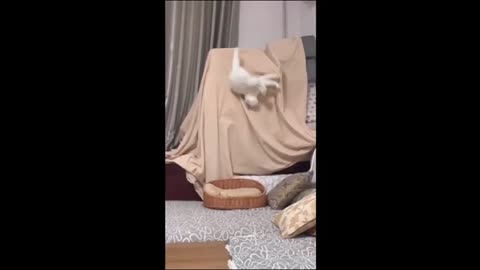 Funny Animals- Cat