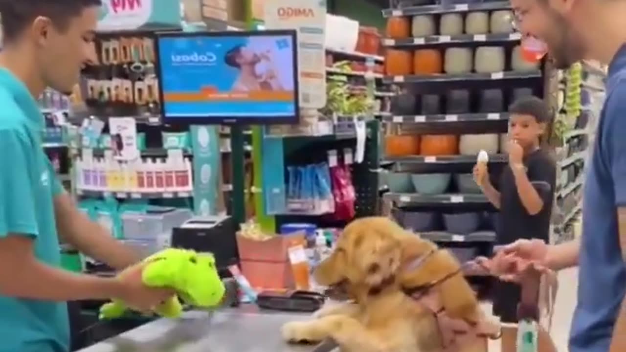 A dog who can't wait for a toy