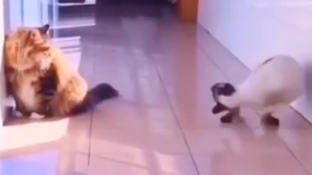 Funny Cats and Dogs Compilation