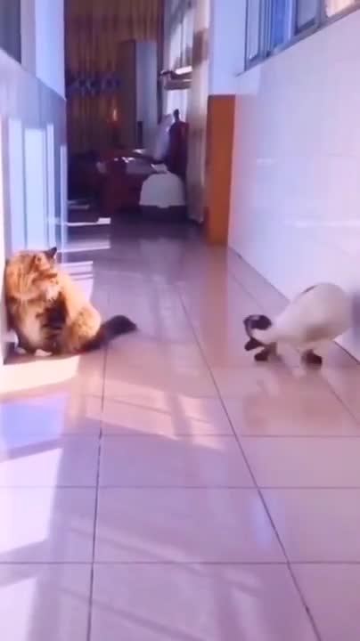 Funny Cats and Dogs Compilation