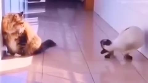 Funny Cats and Dogs Compilation