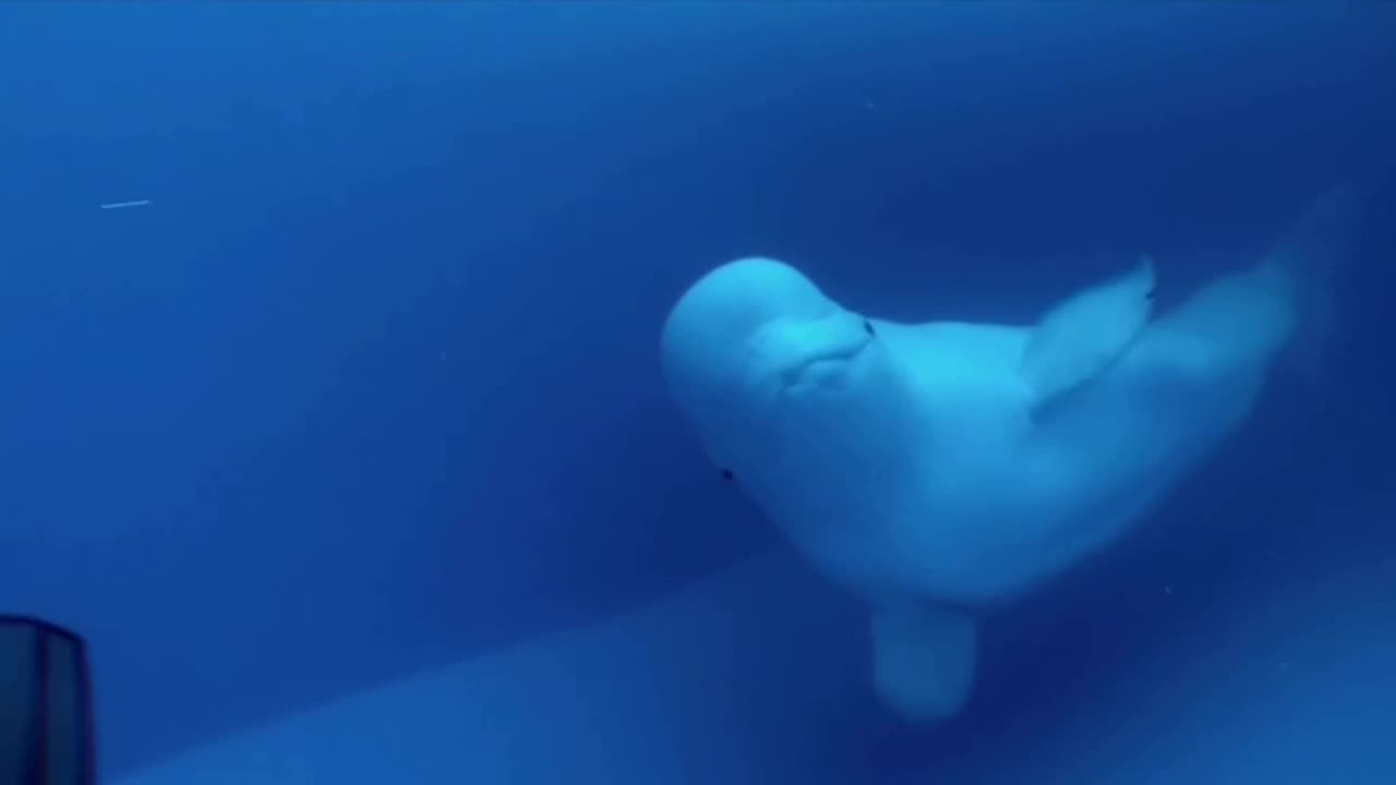 Beluga whale is awesome 😊😊